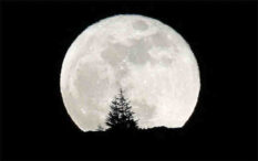 Çin Ay’da tarım yapıp ipekböceği yetiştirecek